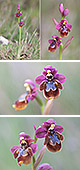 Ophrys ficalhoana x Ophrys speculum Artxibo