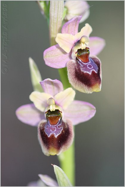 Ophrys ficalhoanax Ophrys sphegodes  1