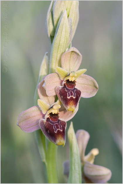 Ophrys ficalhoanax Ophrys sphegodes 5