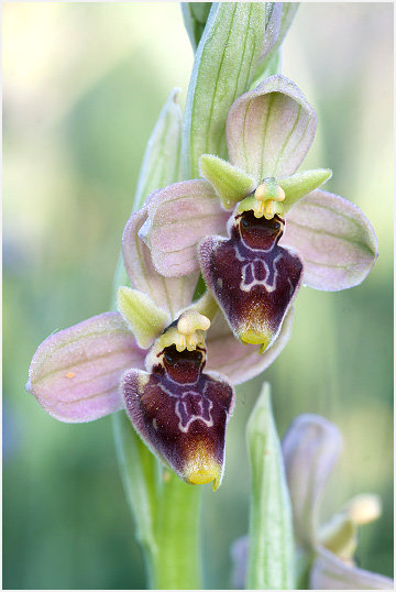 Ophrys ficalhoanax Ophrys sphegodes 6