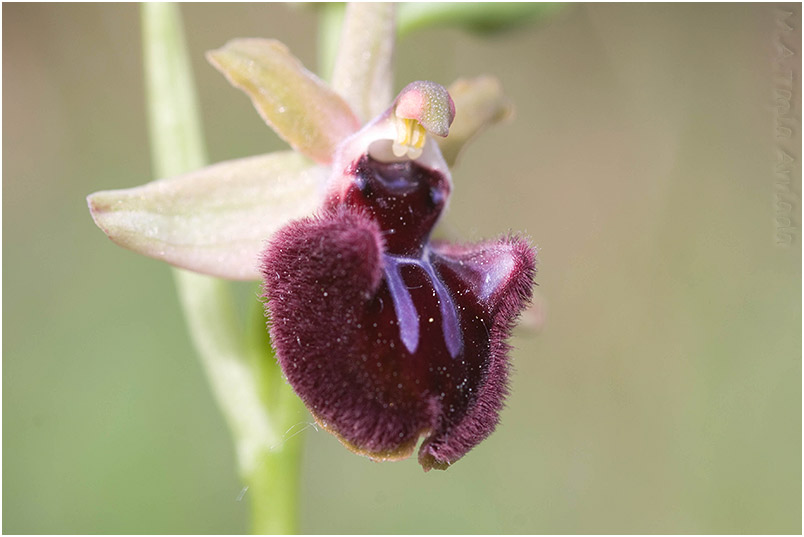 Ophrys incubacea 3