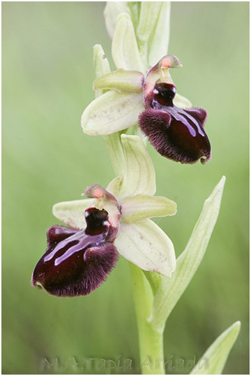 Ophrys incubacea 5