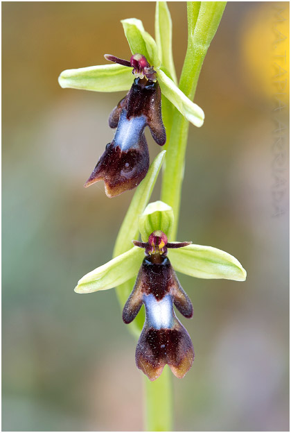 Ophrys insectifera 1
