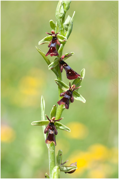 Ophrys insectifera 3
