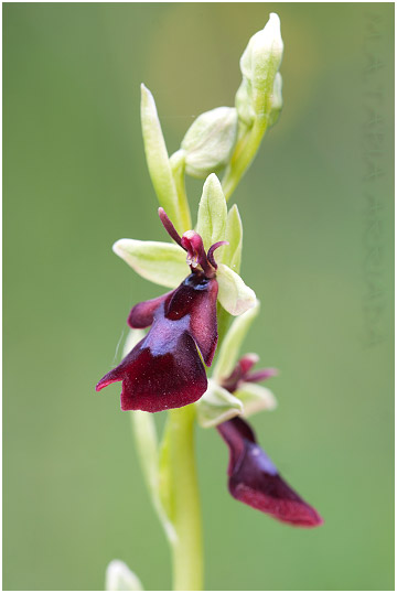Ophrys insectifera 4