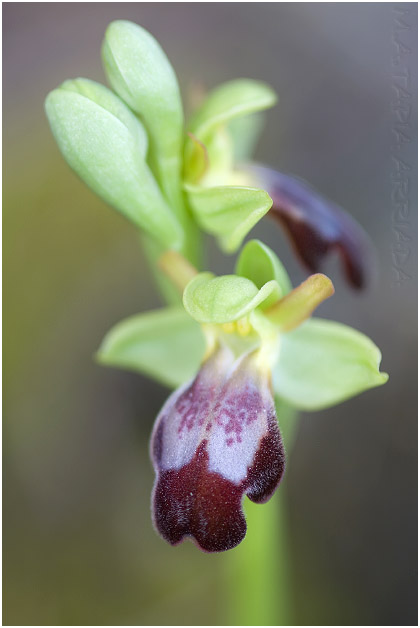 Ophrys lupercalis photo 3