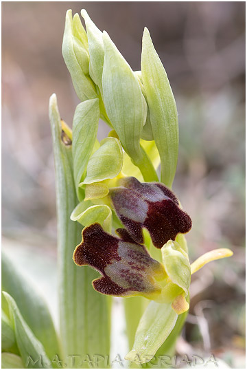 Ophrys lupercalis photo 4