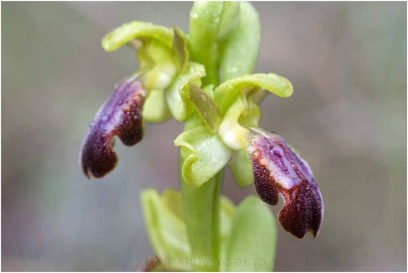 Ophrys lupercalis photo 5