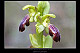 Ophrys lupercalis 3