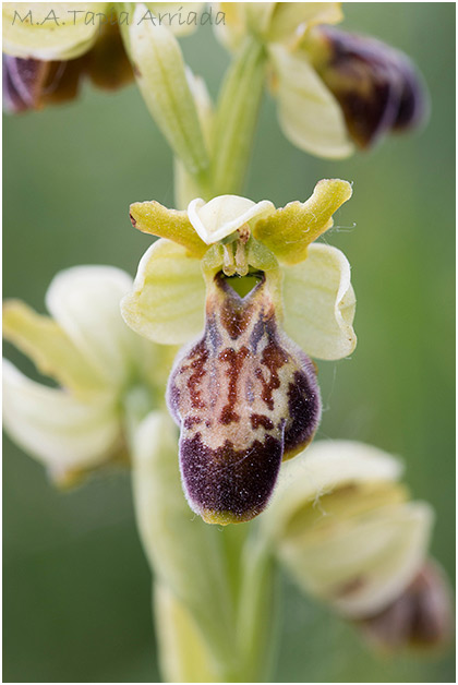 Ophrys lupercalis x Ophrys sphegodes1