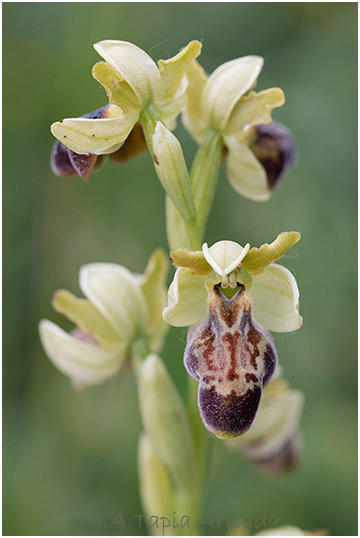 Ophrys lupercalis x Ophrys sphegodes 2