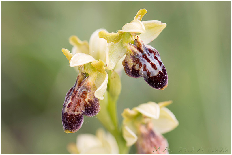 Ophrys lupercalis x Ophrys sphegodes 3