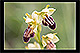 Ophrys lupercalis x Ophrys sphegodes 2