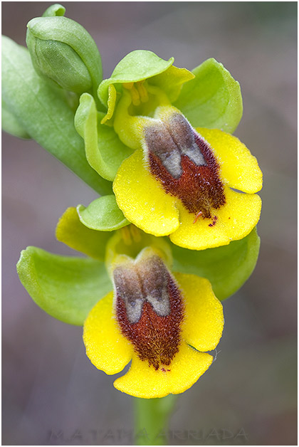 Ophrys lutea 3