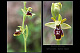 Ophrys lutea x Ophrys riojana 1