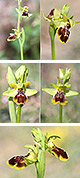 Ophrys lutea x Ophrys riojana Artxibo