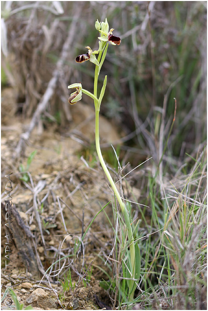 Ophrys passionis 1