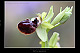 Ophrys passionis 2