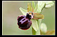 Ophrys passionis 3