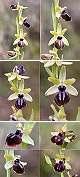Ophrys passionis Artxibo