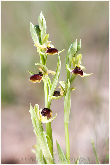 Ophrys riojana 2