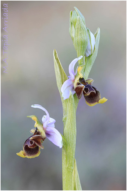 Ophrys santonica 3