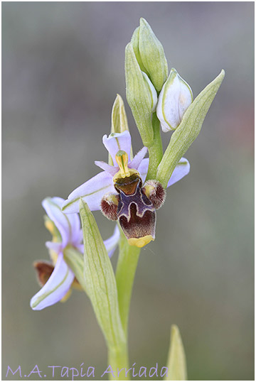 Ophrys santonica 4