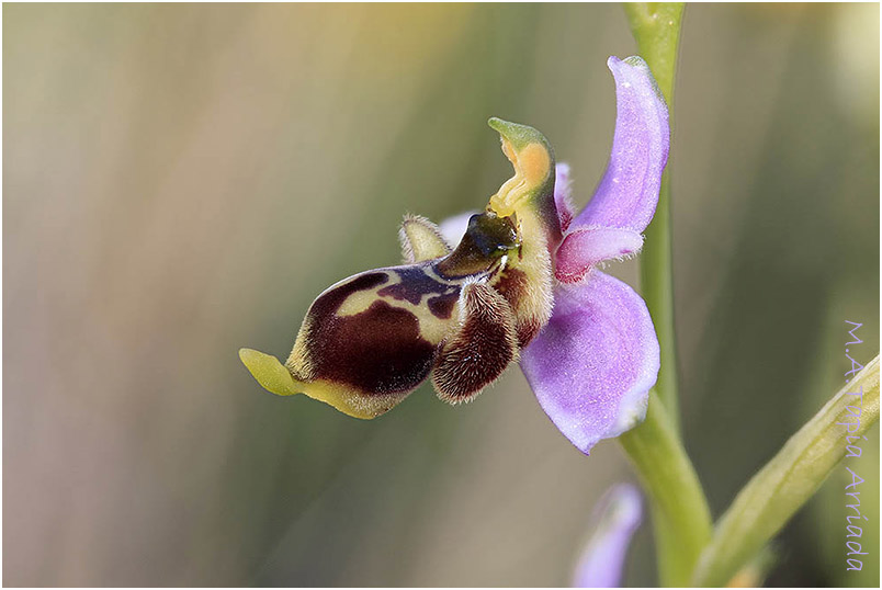 Ophrys santonica 5