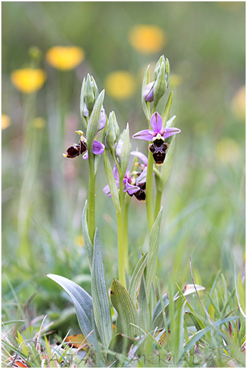 Ophrys scolopax 4