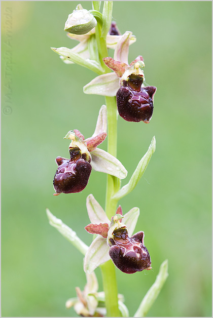 Ophrys scolopax x Ophrys sphegodes 3