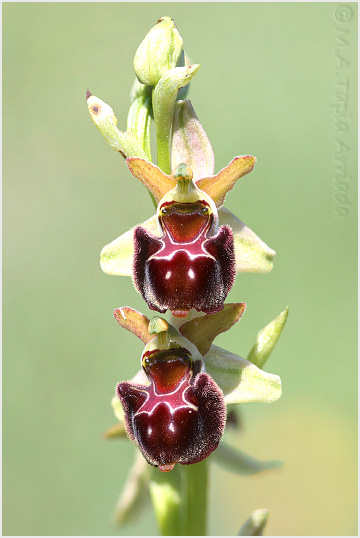 Ophrys scolopax x Ophrys sphegodes 4