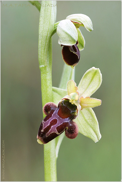 Ophrys scolopax x Ophrys sphegodes 5