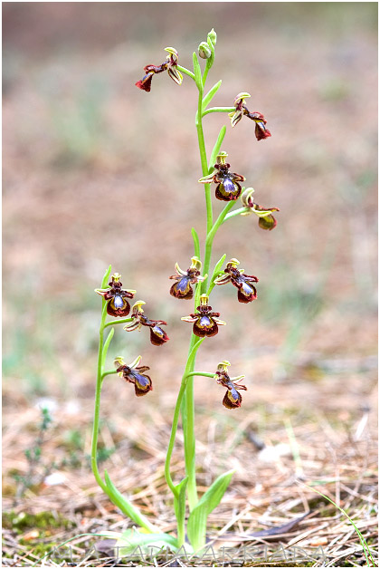 Ophrys speculum 1