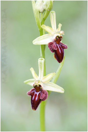 Ophrys sphegodes 4