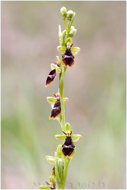 Ophrys subinsectifera 1