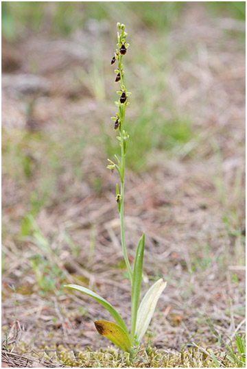 Ophrys subinsectifera 2