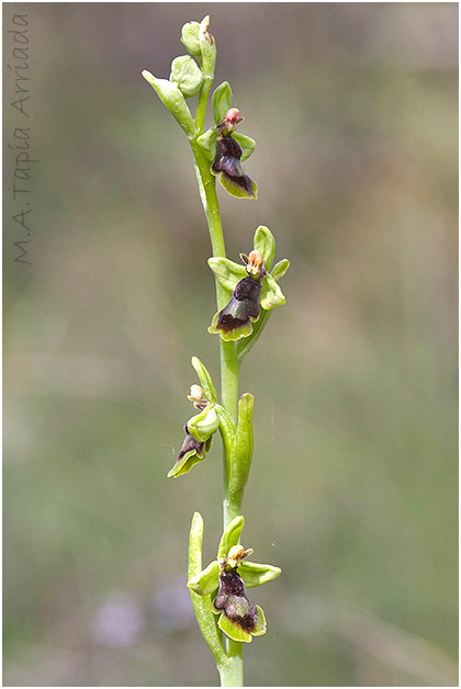 Ophrys subinsectifera 3