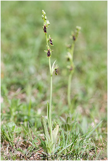 Ophrys subinsectifera 4