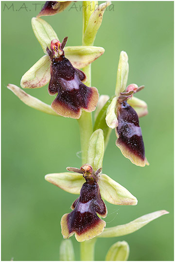 Ophrys subinsectifera 6