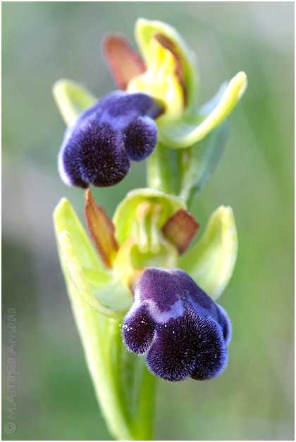 Ophrys vasconica 1