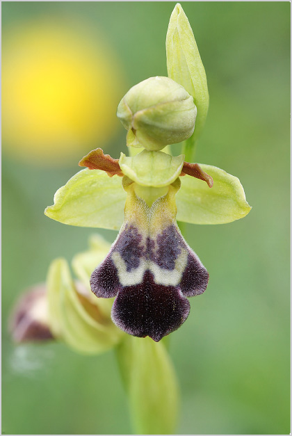 Ophrys vasconica 3