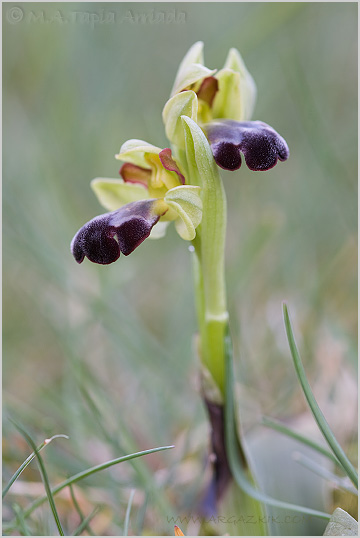 Ophrys vasconica 4