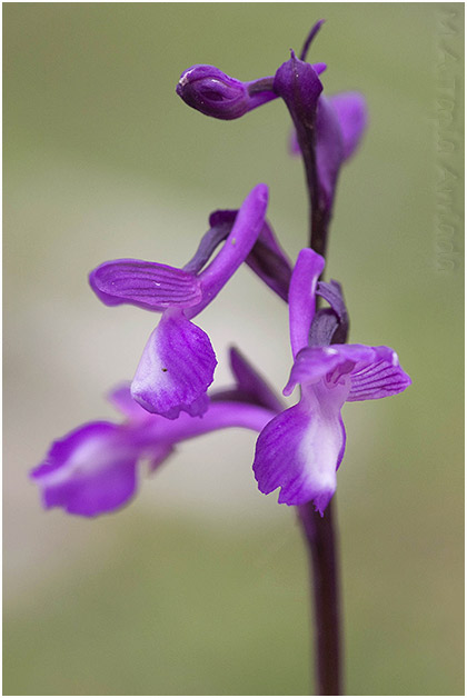 Orchis champagneuxii 4