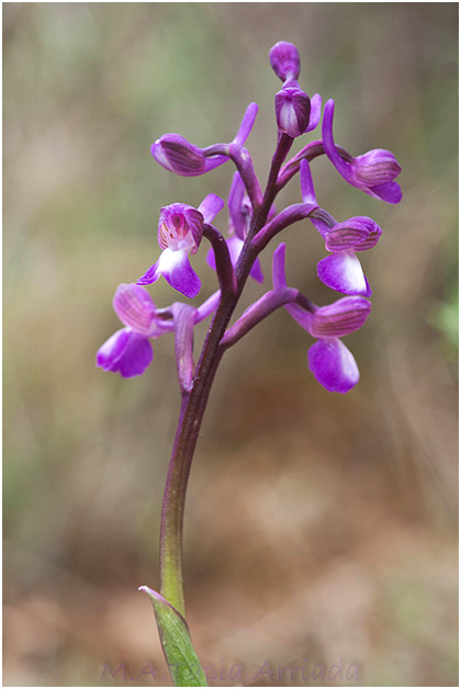 Orchis champagneuxii 3