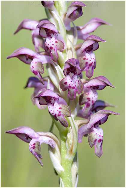 Orchis fragrans 3