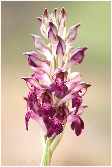 Orchis fragrans 4