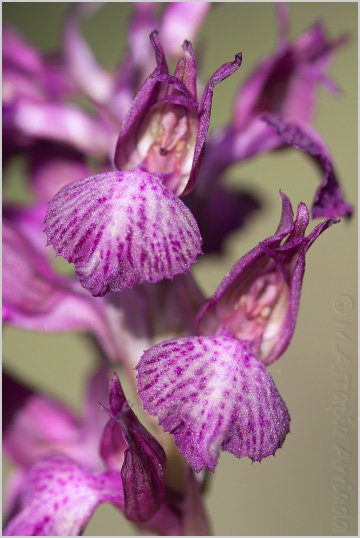 Orchis fragrans x Orchis papilionacea 2