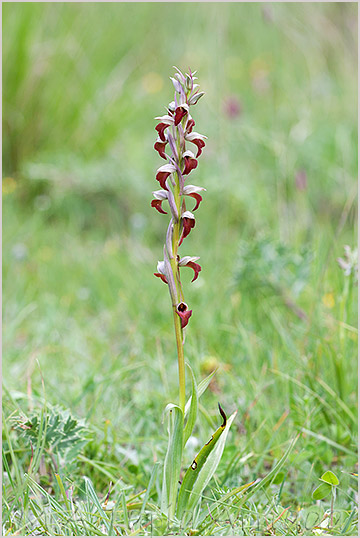 Orchis fragrans x Serapias parviflora 2