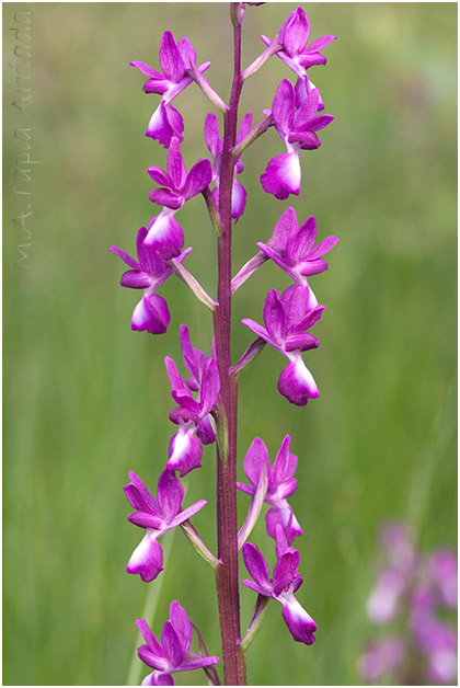 Orchis laxiflora 1