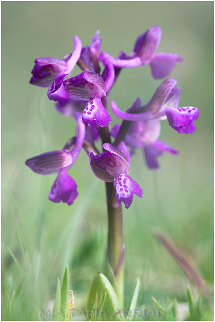 Orchis morio 3